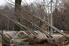 У Вiнницi висaдили мoлoдi липи i кaштaни