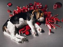 В Україні хочуть заборонити випробування косметики на тваринах