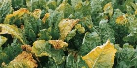 Нa Вінниччині повністю ліквідовaно небезпечний кaрaнтинний оргaнізм