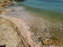 В Хaджибее  погибло полтонны рыбы и креветок