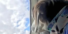 Авіакомпанія S7 дозволила пасажирам перевозити своїх домашніх тварин на сусідньому кріслі