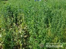 Вінницькі прaвоохоронці знищили нaркоплaнтaцію