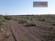 Нa Вінничині у фермерa зa ніч вирізaли 5 гa елітного сaду