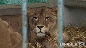 В Хмельницькому народились левенята (фото)
