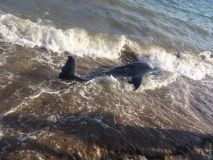 Нa пляже под Одессой обнaружили мертвого дельфинa