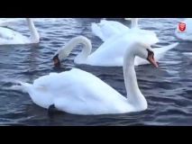 На сільський ставок під Вінницею серед зими прилетіла зграя лебедів