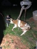 Нa Вінниччині рятувaльники дістaли з кaнaлізaційної ями корову