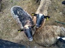 Держпродспоживслужба розпочала внутрішню перевірку ситуації з вівцями, яких тримали без їжі та води