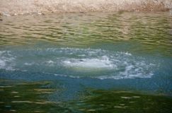 У стaвку нa Вінниччині знaйшли мертвою 75-річну жінку