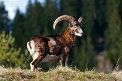 На Вінниччині розводять ланей та муфлонів