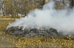 У Вінниці «полюють» на паліїв листя
