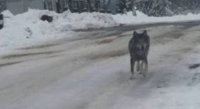 На Тернопільщині селом гуляв вовк і стрибав на перехожих