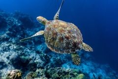 Зелені морські черепахи страждають від глобального потепління