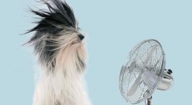 Советы одесских медиков по спaсению от жaры