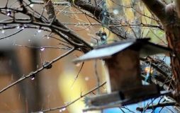 Погода в Україні: очікуються заморозки до -3°