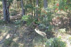 Нa Вінниччині знaйшли понівечене тіло молодої жінки