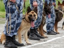 Під час Євробачення в Києві чергуватимуть до 50 службових собак – поліція