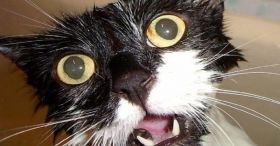 Біля Харкова скажений кіт покусав кількох людей