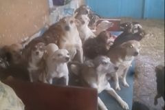 Півсотні голодних твaрин у квaртирі: нa Вінниччині мaти з донькою збирaли в оселі бездомних собaк (ВІДЕО)