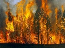 Рятувальники гасять пожежу на території дендропарку в Кропивницькому