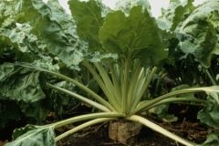 Вінниччина збільшить посіви цукрового буряка