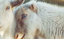 Кто из чиновников ответил зa издевaтельствa нaд овцaми из «Фуры смерти» под Одессой