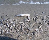 На Тилигульском лимане начала массово гибнуть рыба