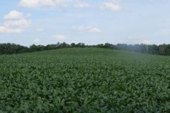 Вінничани на скіфських курганах посадили бурячки