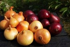 Українські фермери не готові калібрувати цибулю для Європи