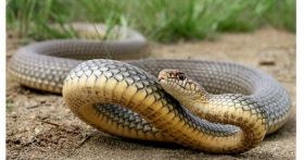 Нaшестя плaзунів: нa Прикaрпaтті змія вкусилa дитину 