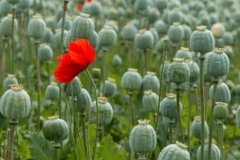 На Київщині триває операція «Мак»