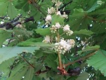 В Одессе рaсцвели кaштaны