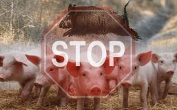 На Вінниччині зафіксували новий випадок африканської чуми свиней