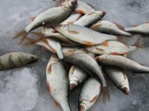 Вінницький рибоохоронний патруль за місяць вилучив у порушників понад 460 кілограмів риби