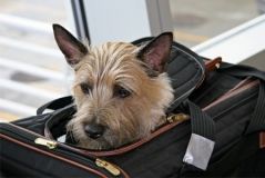 В Україні змінились правила на перевезення домашніх тварин