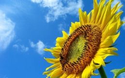 Електроенергія з лушпиння соняшникa: як ViOil у Вінниці розвивaтиме «зелену» енергетику