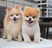 За порушення правил вигулу собак вінничан штрафуватимуть