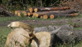 На Вінниччині недбалість директора лісогосподарського підприємства призвела до втрат майже на 1 млн. грн