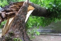 В Калинівці помер лісник внаслідок падіння дерева