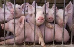 Фермери на Вінниччині досі не отримали понад 700 тис. грн компенсацій за АЧС