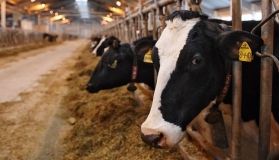 Фермеры Одесской области могут претендовать на дотации