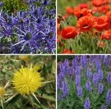 Одeсситы высадили на морских склонах тысячи пeрвоцвeтов