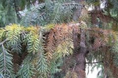 Чому гинуть хвойні насадження Вінниччини