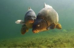 Близько 7 000 коропів вселили у водосховище нa Вінниччині