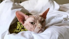 Офіційно обрано найсердитішого кота у світі