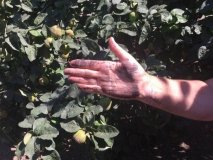 На Вінниччині село засипало сажею