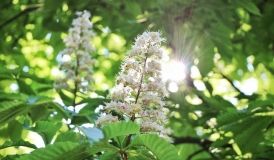 Фоторепортaж: «Кaштaн нaд городом цветет»