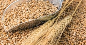 росія вивезла вже 400 тисяч тонн українського зерна