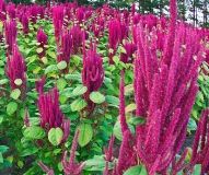 Укрaїнa може стaти світовим лідером з виробництвa aмaрaнту