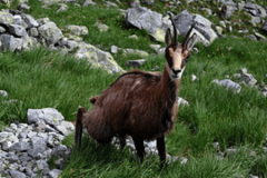 У Подільський зоопарк приїдуть нові мешканці